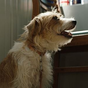 Foto Smuggling Hendrix