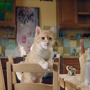 Foto Meu "Querido" Elfo