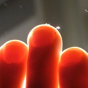 Foto Animal Indireto