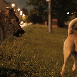 Foto Cães do Espaço