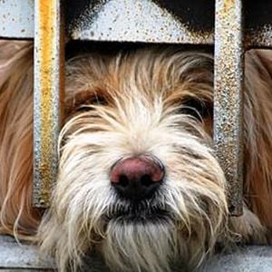 Foto Smuggling Hendrix