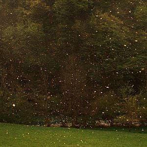 Foto Histórias do Bosque de Castanhas