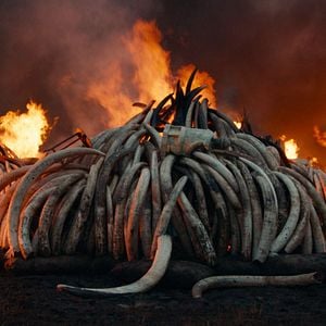 Foto Anthropocene: The Human Epoch