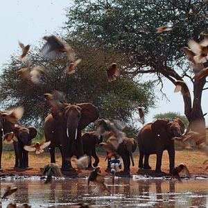 Foto The Elephant Queen