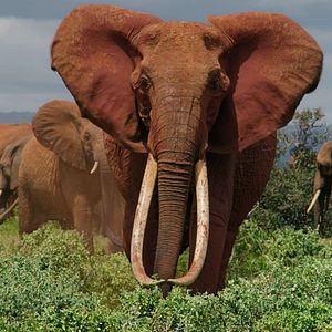 Foto The Elephant Queen