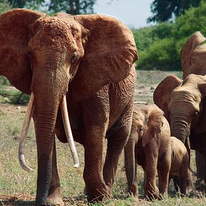 Foto The Elephant Queen