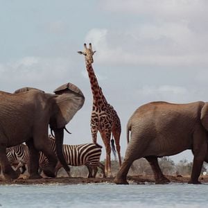 Foto The Elephant Queen