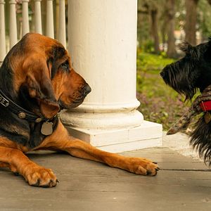 Foto A Dama e o Vagabundo