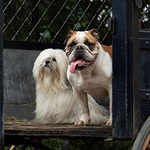 Foto A Dama e o Vagabundo