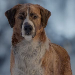 Foto O Chamado da Floresta