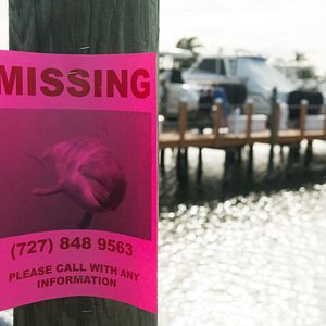 Foto Bernie, O Golfinho