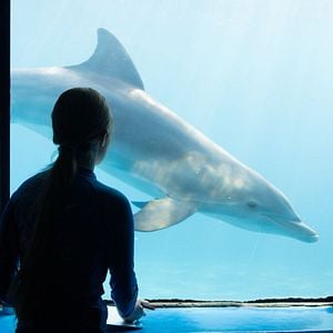 Foto Bernie, O Golfinho