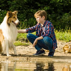 Foto Lassie: De Volta Para Casa