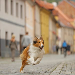 Foto Lassie: De Volta Para Casa