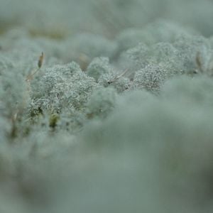 Foto Além do Visível: O Descobrimento da Arte de Hilma af Klint