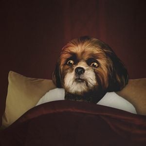 Foto O Filme do Bruno Aleixo