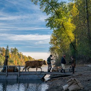 Foto First Cow - A Primeira Vaca da América