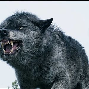 Foto Caçada Selvagem