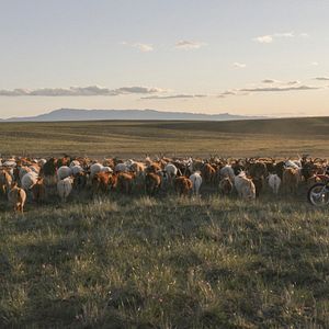 Foto Gunsmaa Tsogzol