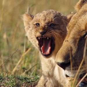 Foto Crescendo Livres