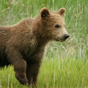 Foto Crescendo Livres