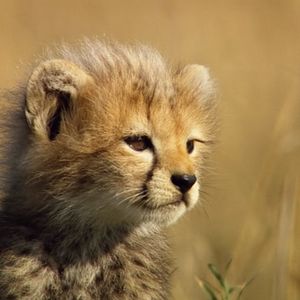 Foto Crescendo Livres