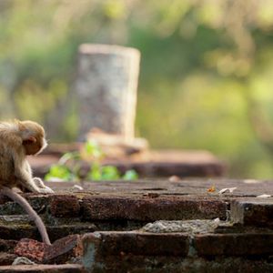 Foto Crescendo Livres