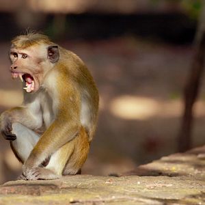 Foto Crescendo Livres