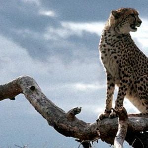 Foto Cheetah – Uma Aventura na África