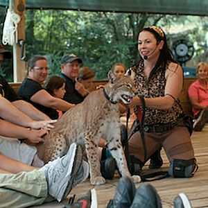 Foto A Máfia dos Tigres