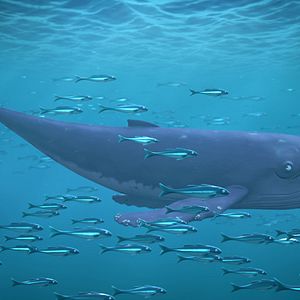 Foto O Caracol e a Baleia