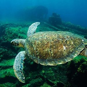 Foto Olhar Submerso - Naufrágios de Pernambuco