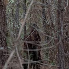 Foto Bigfoot: A Lenda