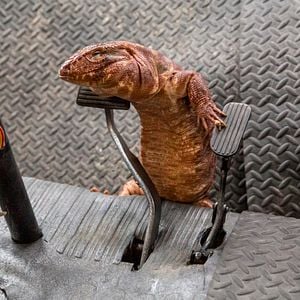 Foto Como Cães e Gatos 3: Peludos Unidos!