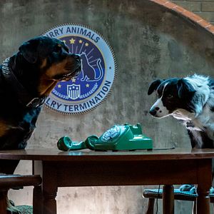 Foto Como Cães e Gatos 3: Peludos Unidos!