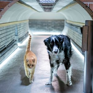 Foto Como Cães e Gatos 3: Peludos Unidos!