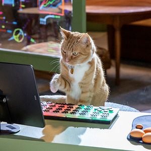 Foto Como Cães e Gatos 3: Peludos Unidos!