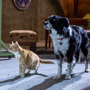 Foto Como Cães e Gatos 3: Peludos Unidos!
