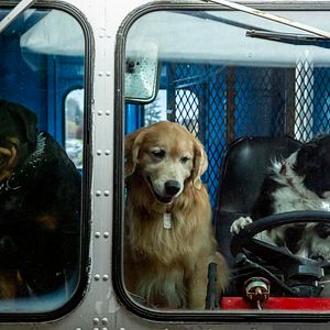 Foto Como Cães e Gatos 3: Peludos Unidos!