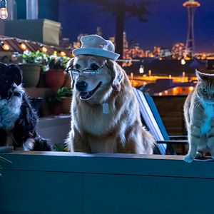 Foto Como Cães e Gatos 3: Peludos Unidos!