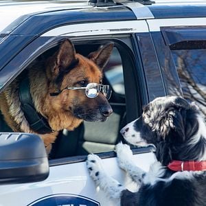 Foto Como Cães e Gatos 3: Peludos Unidos!