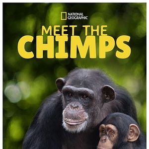 Foto A Vida Secreta dos Chimpanzés