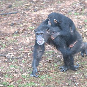 Foto A Vida Secreta dos Chimpanzés
