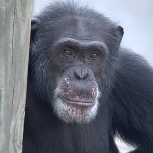 Foto A Vida Secreta dos Chimpanzés