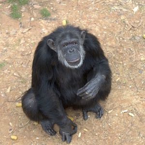 Foto A Vida Secreta dos Chimpanzés