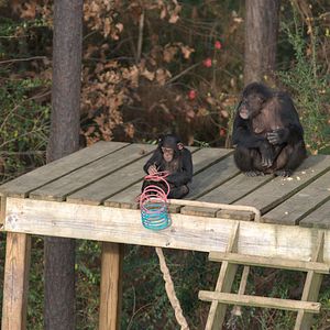 Foto A Vida Secreta dos Chimpanzés
