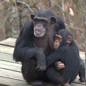 Foto A Vida Secreta dos Chimpanzés