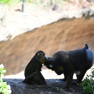Foto A Vida Secreta dos Chimpanzés
