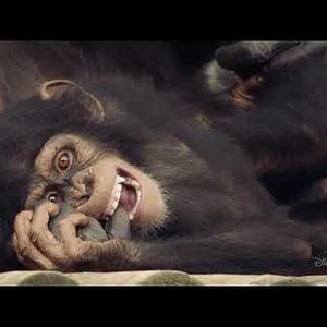 Foto A Vida Secreta dos Chimpanzés