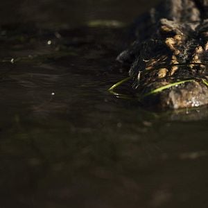 Foto Crocodilos – A Morte Te Espera